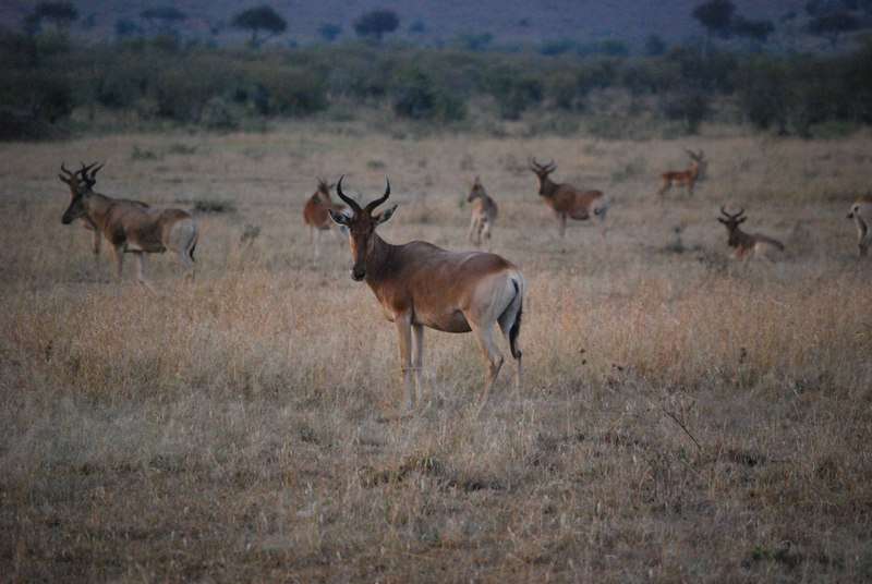 Un curioso safari, dos leopardos, leones despeluchados y muchas despedidas - Regreso al Mara - Kenia (20)